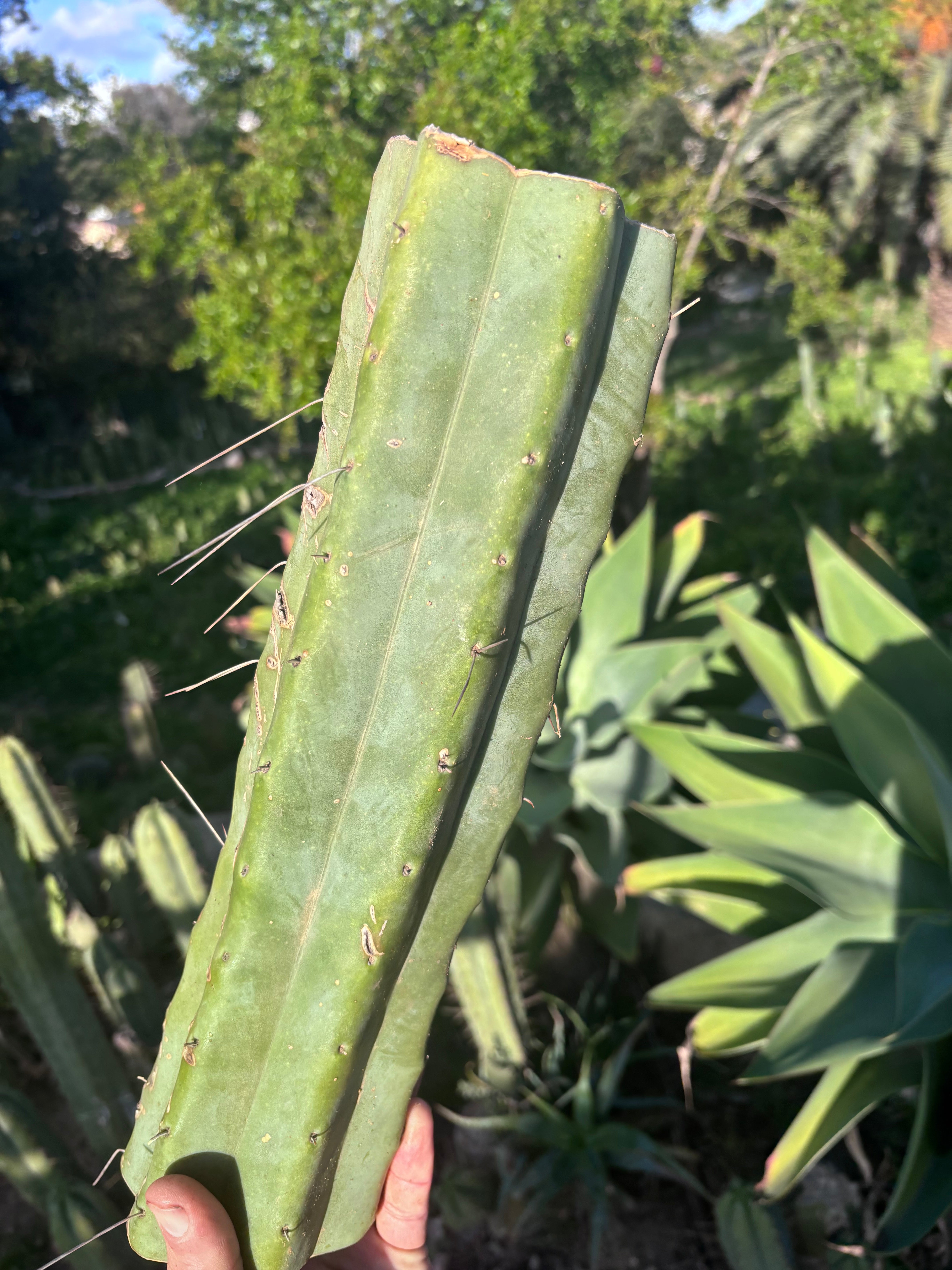 👑🌶️ Baker — 14” XL Medicine Log