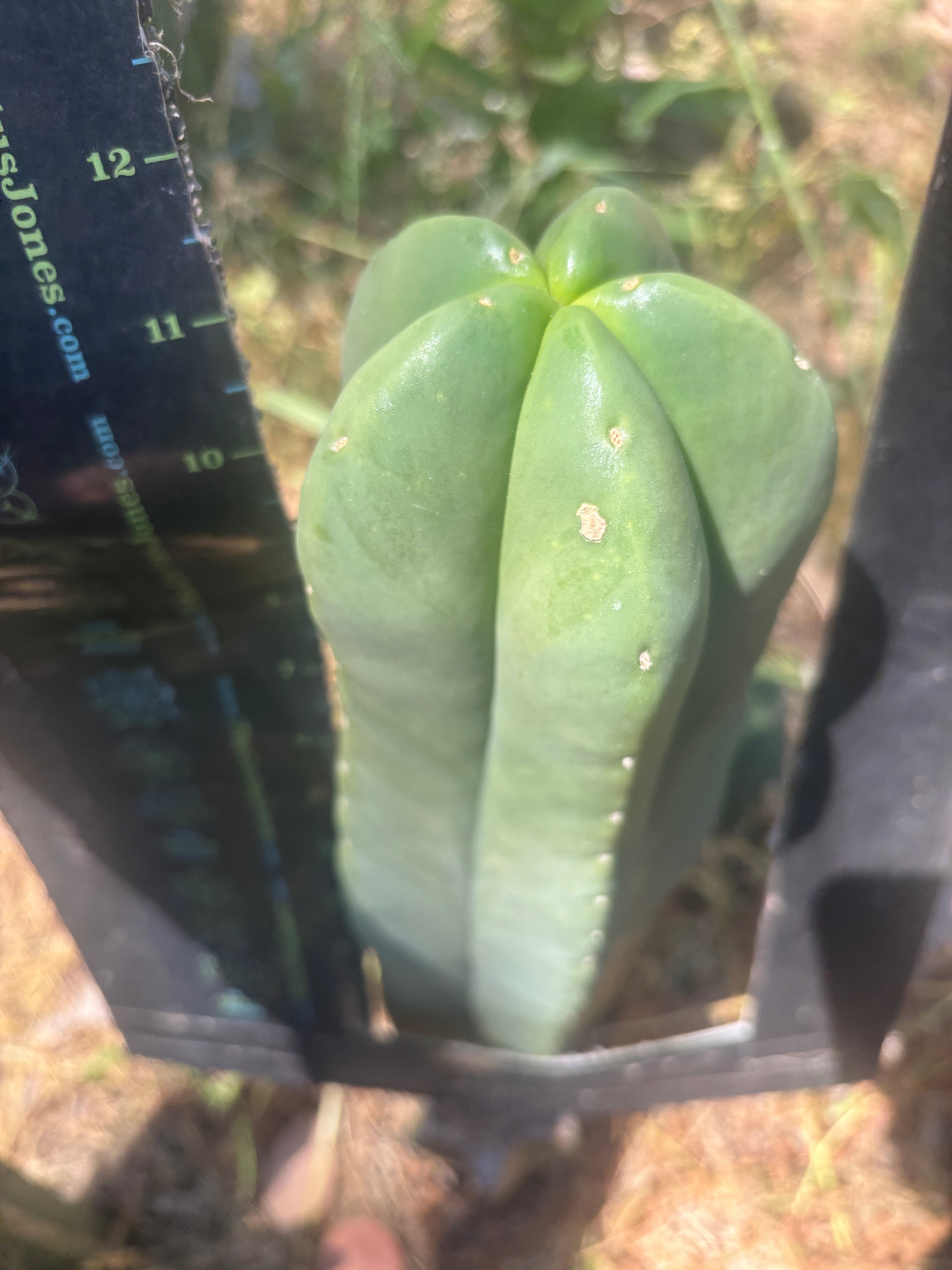 👑💎 Aussie Scop — FAT 12” Tip