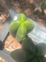 💎👑🌶️ Ferah — 8” Fourwang Pup