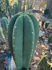 Super Pedro x Scop A  — Chonky 10” Tips