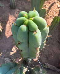 💎👑🌶️🌶️ Austy’s Bomb (TNT) — 7” Tip