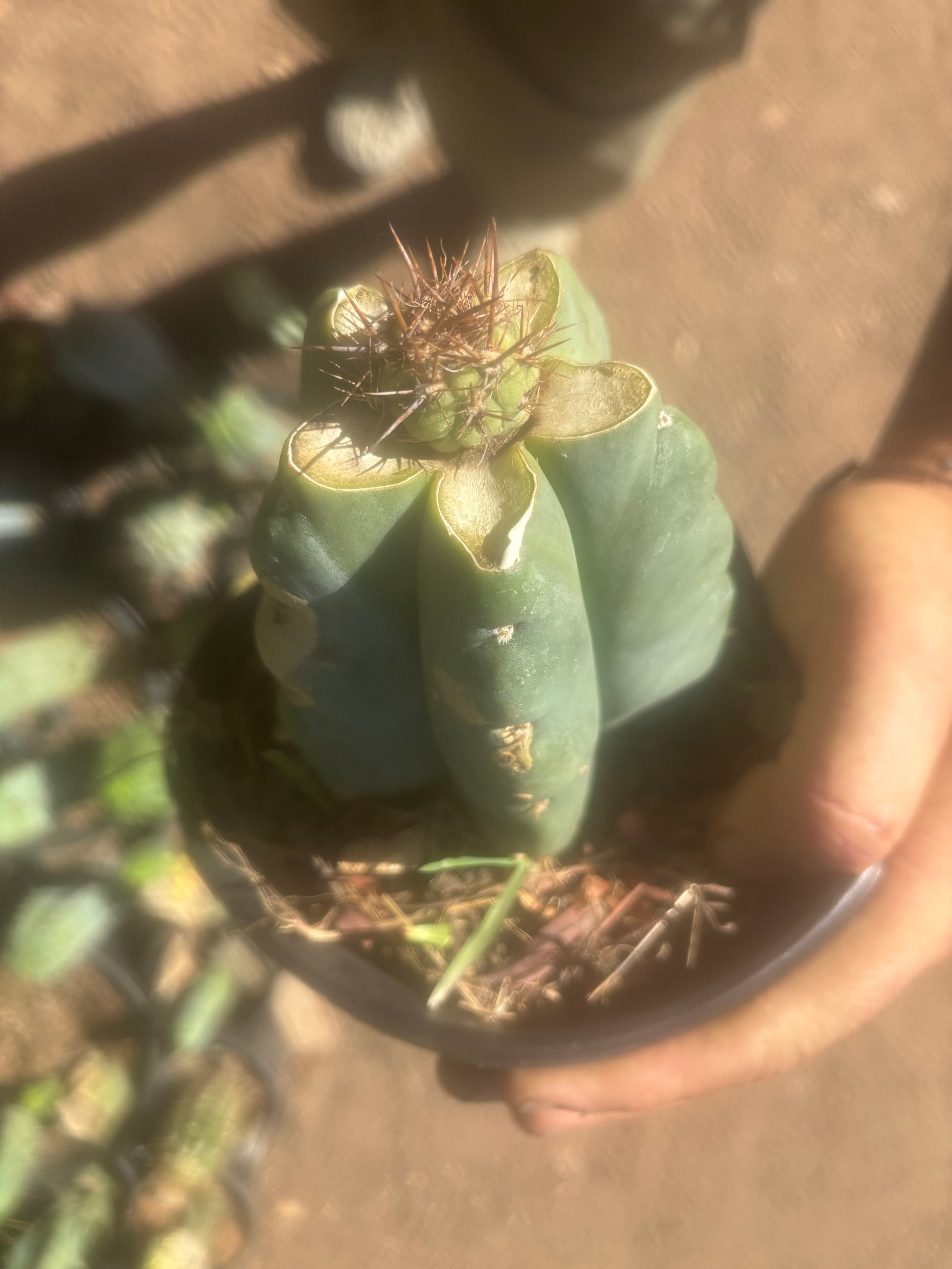 💎👑💎 T. Coquimbanus — Pup Graft on Rooted Scop