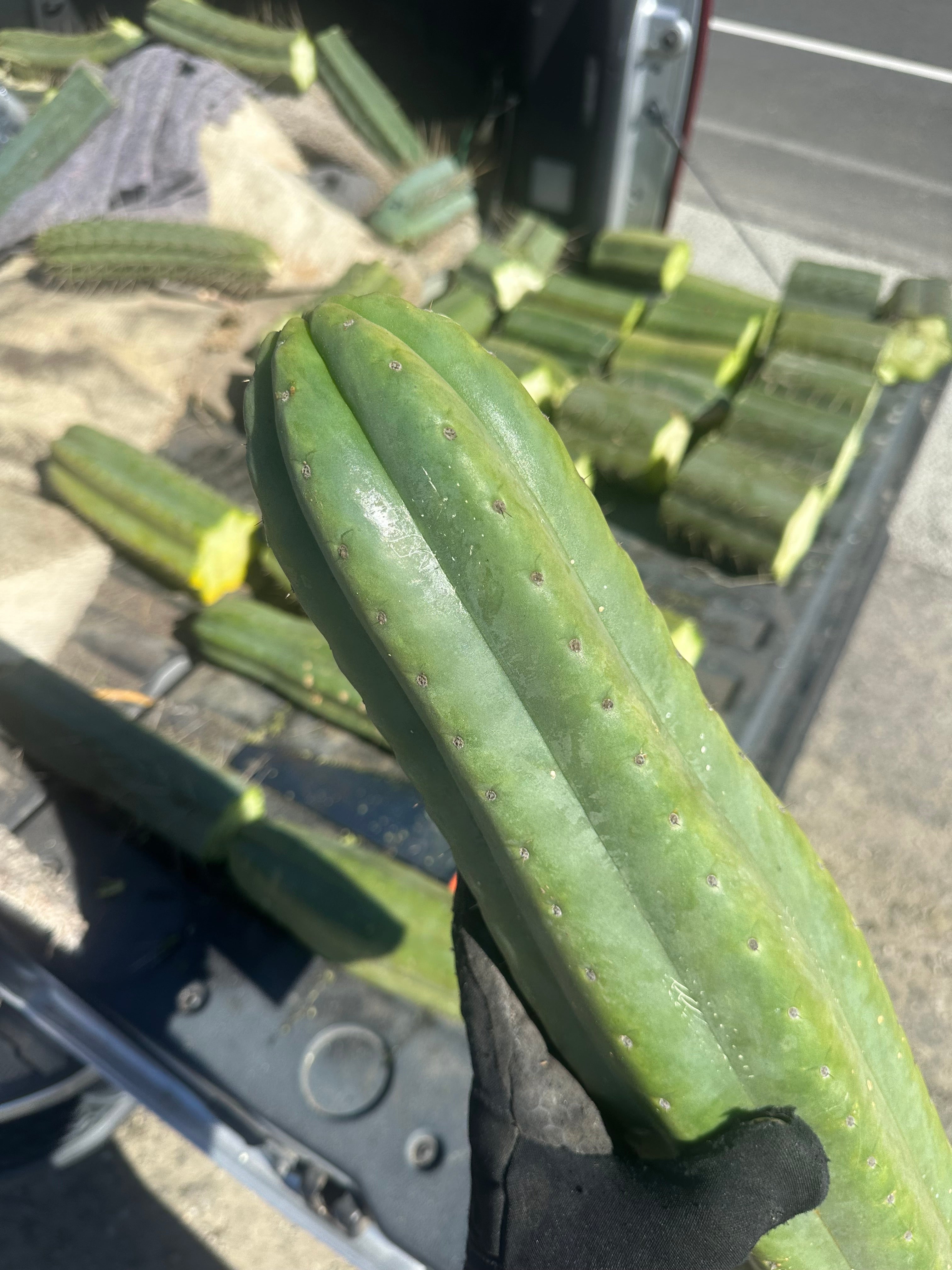 👑🌶️ Tom Juuls Giant  — XL Thick 16” Tip