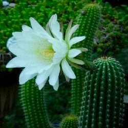 (LAST CALL) The World’s Greatest Grafting Stock — *FAT* 10” Tips (Pre-Order)