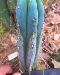👑🌶️ Bluejones  — 8” Tip