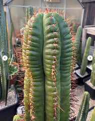 💎👑💎 Parque de las Leyendes —BK08611.4 Clone A —  Rooted Slab Graft w/ Pup