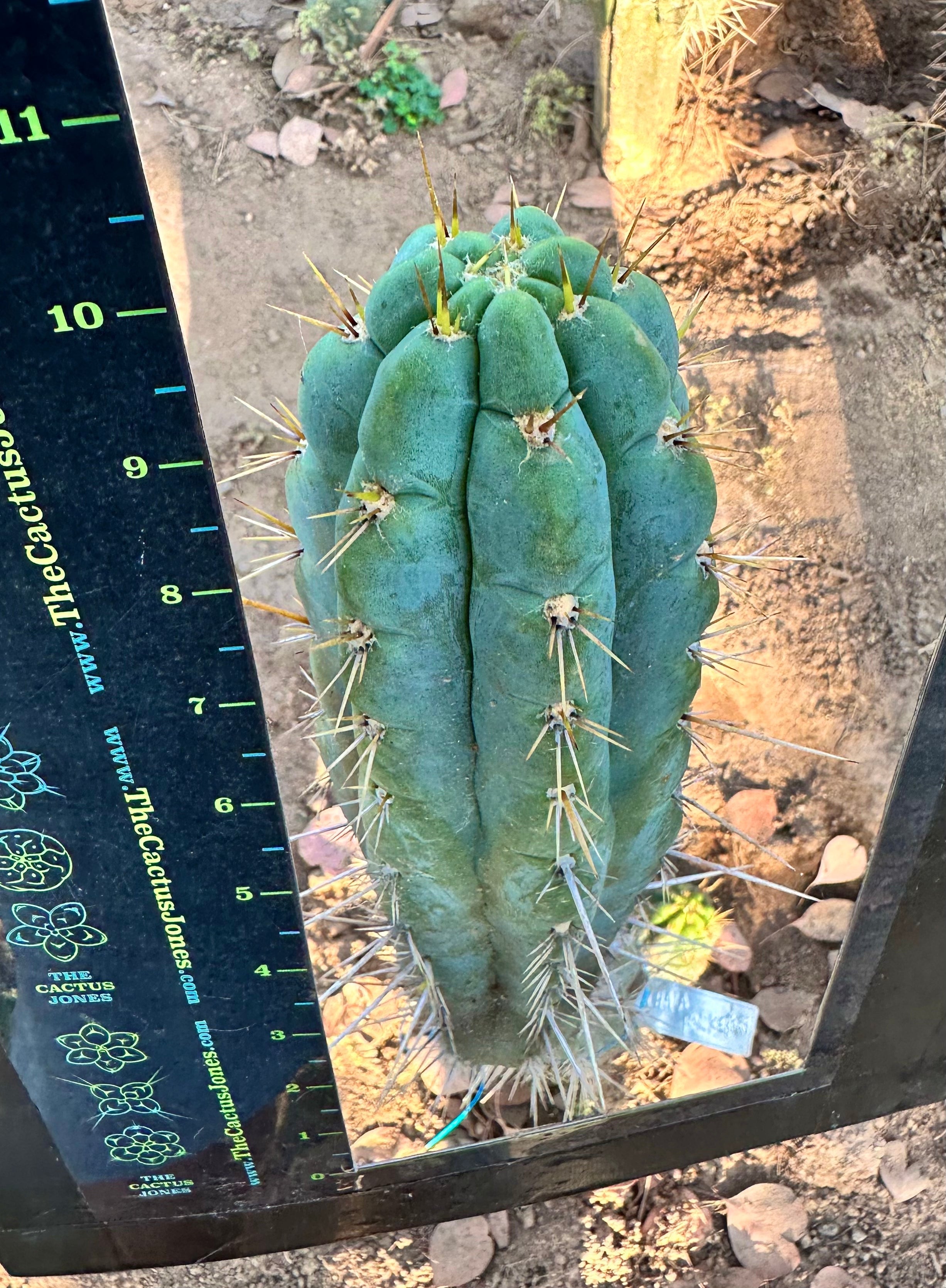 👑 Backeburg Clone — 9” Pup