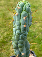 👑💎 Bruce’s Dragon — Pup Graft On Seed Grown Rooted Stock