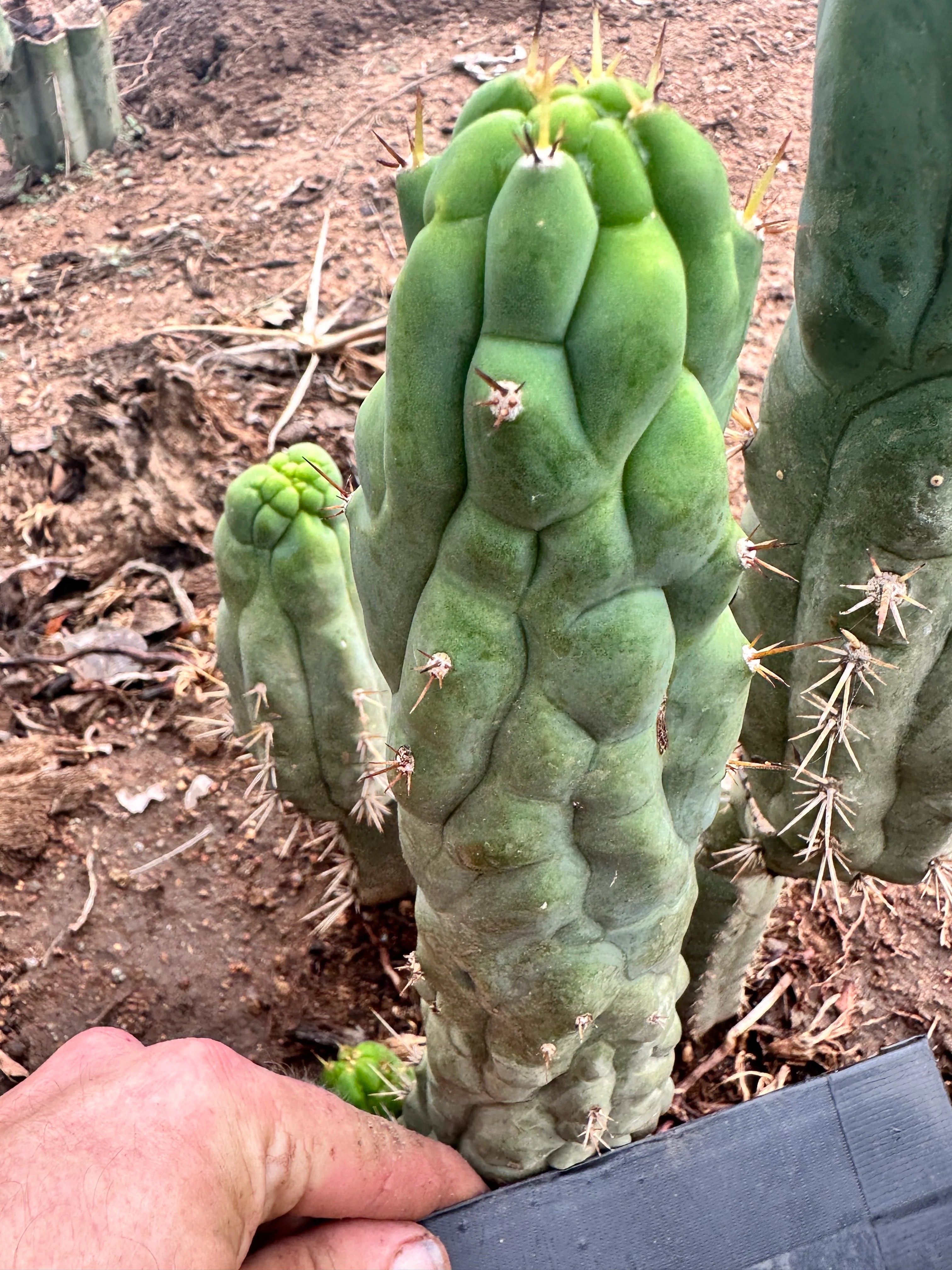 👑💎 Bruce’s Dragon — Pup Graft On Seed Grown Rooted Stock