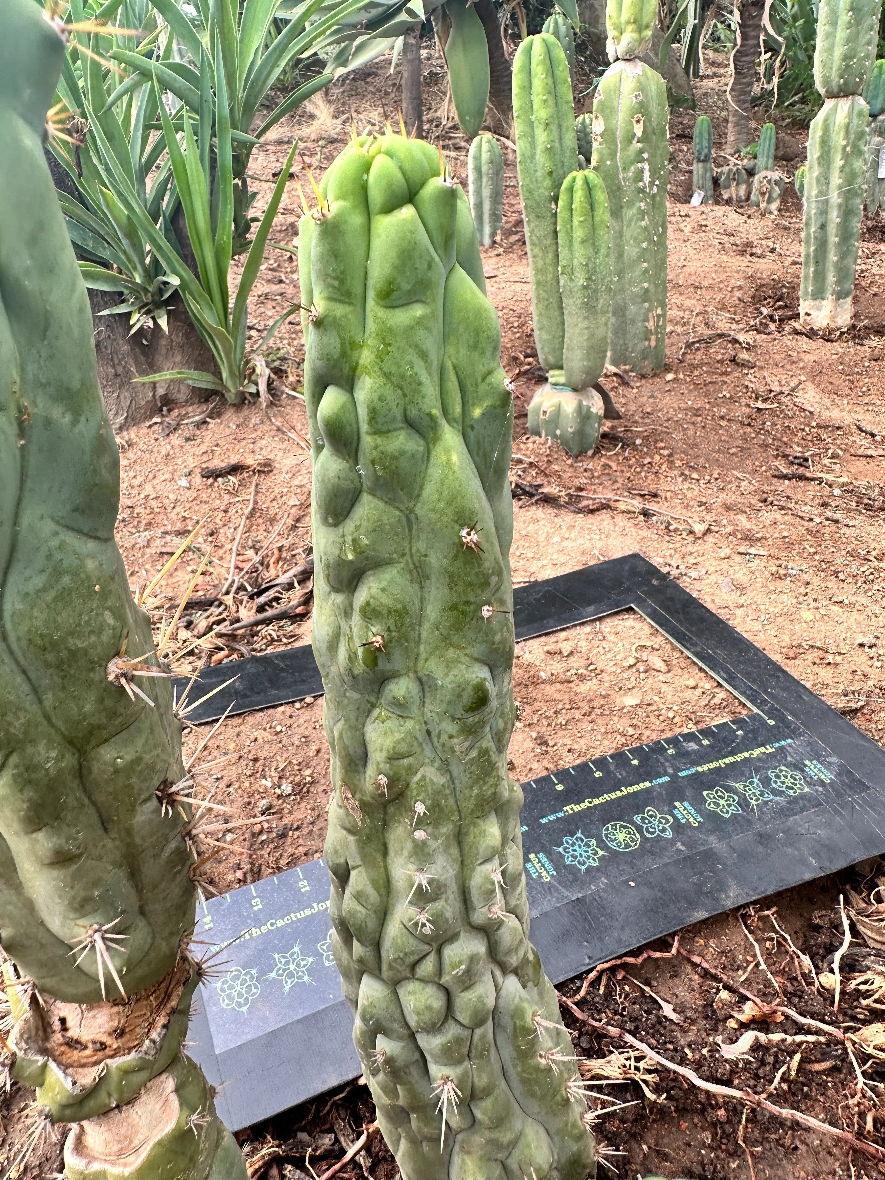 👑💎 Bruce’s Dragon — Pup Graft On Seed Grown Rooted Stock