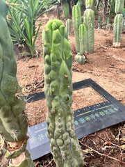 👑💎 Bruce’s Dragon — Pup Graft On Seed Grown Rooted Stock