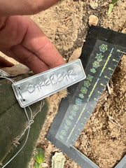 💎👑💎🌶️ CareBear — 6” Pup