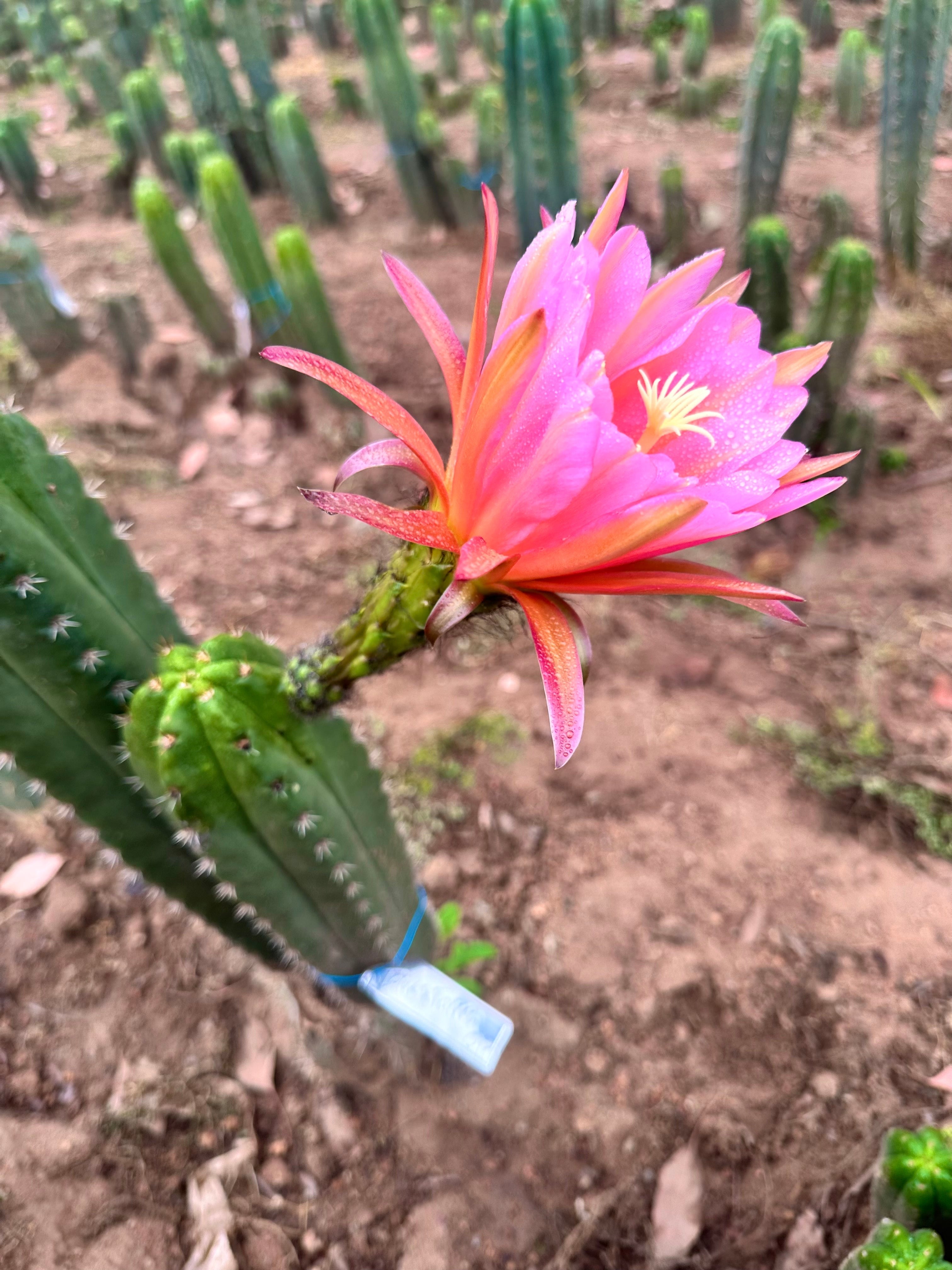 💎👑💎🌶️ CareBear — Graft on Rooted Shine01