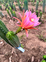 💎👑💎🌶️ CareBear — Graft on Rooted Shine01