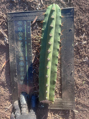 👑🌶️ Huari — 10” Tip