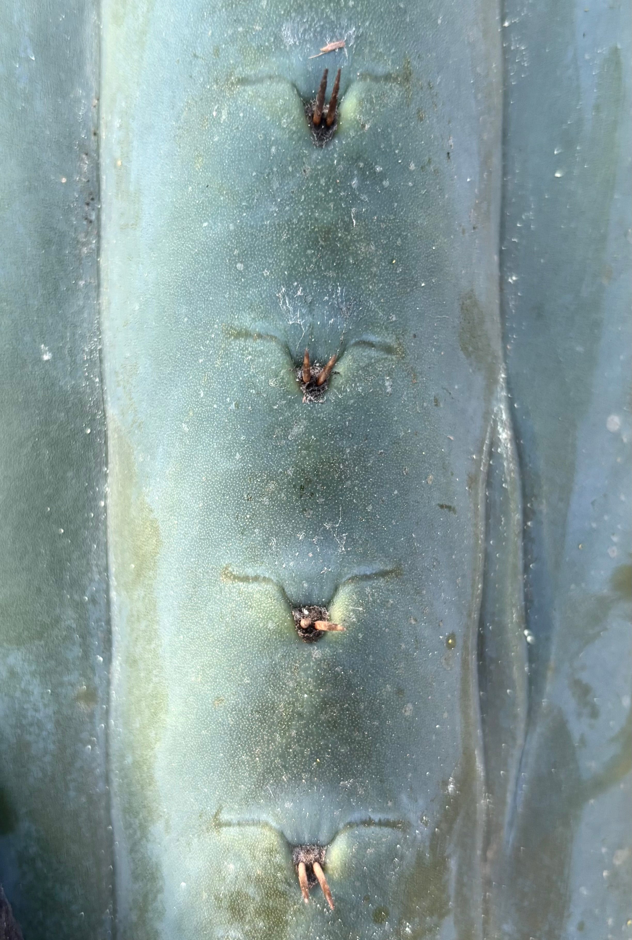 💎👑💎🌶️  Ashdod — 12” Pup