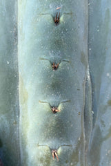 💎👑💎🌶️  Ashdod — 12” Pup