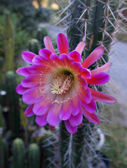 💎👑💎 Tulhuay — Rare Magenta Flower — One More 6” Tip