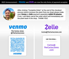 🌶️ Blue Bridge — 10” Tips (3)