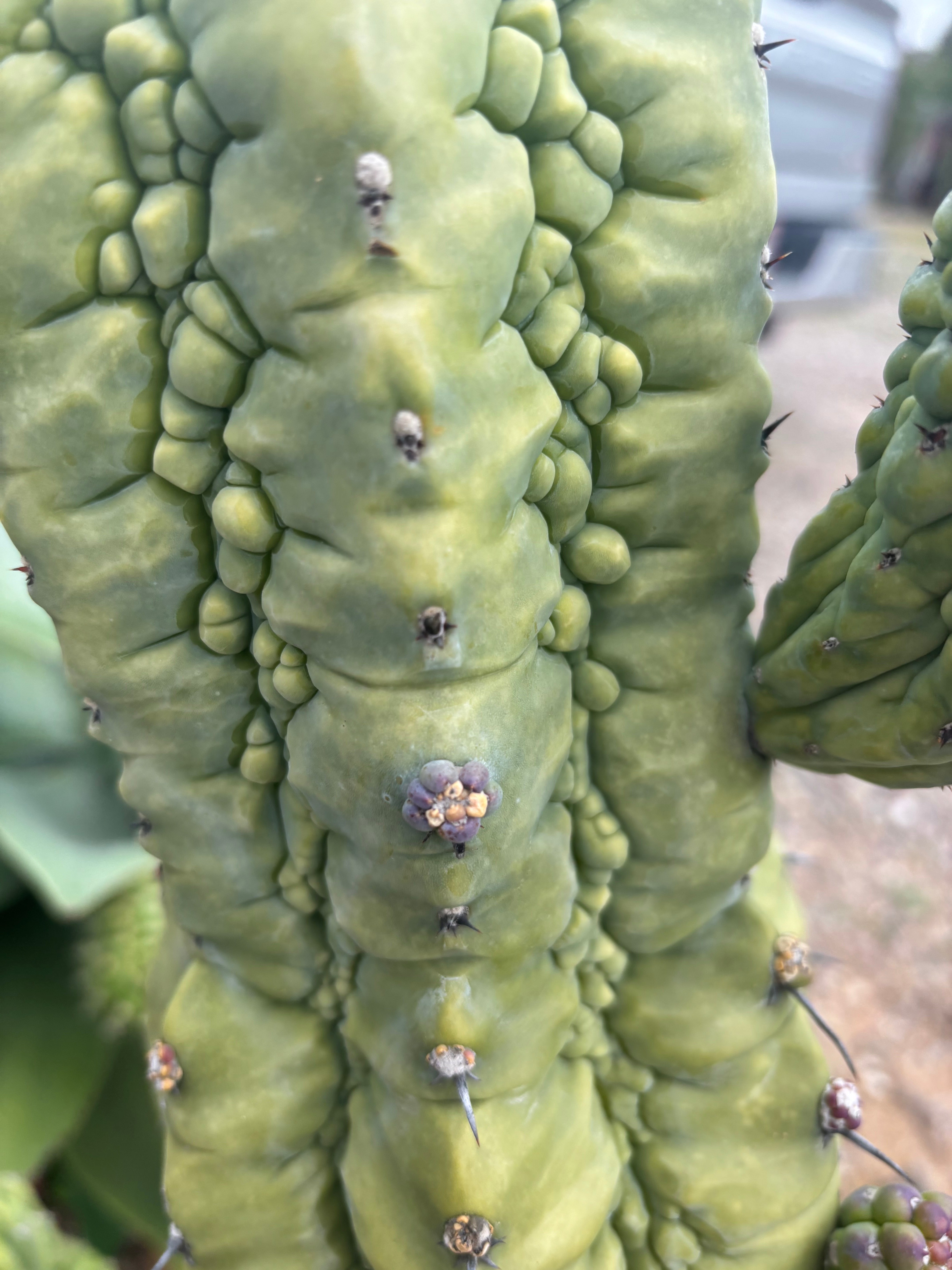 👑💎 Glorp! Another Tip Graft