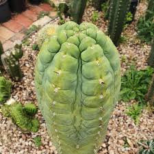 👑💎🌶️  CSD — Large Tip Graft