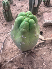 👑💎🌶️  CSD — Large Tip Graft