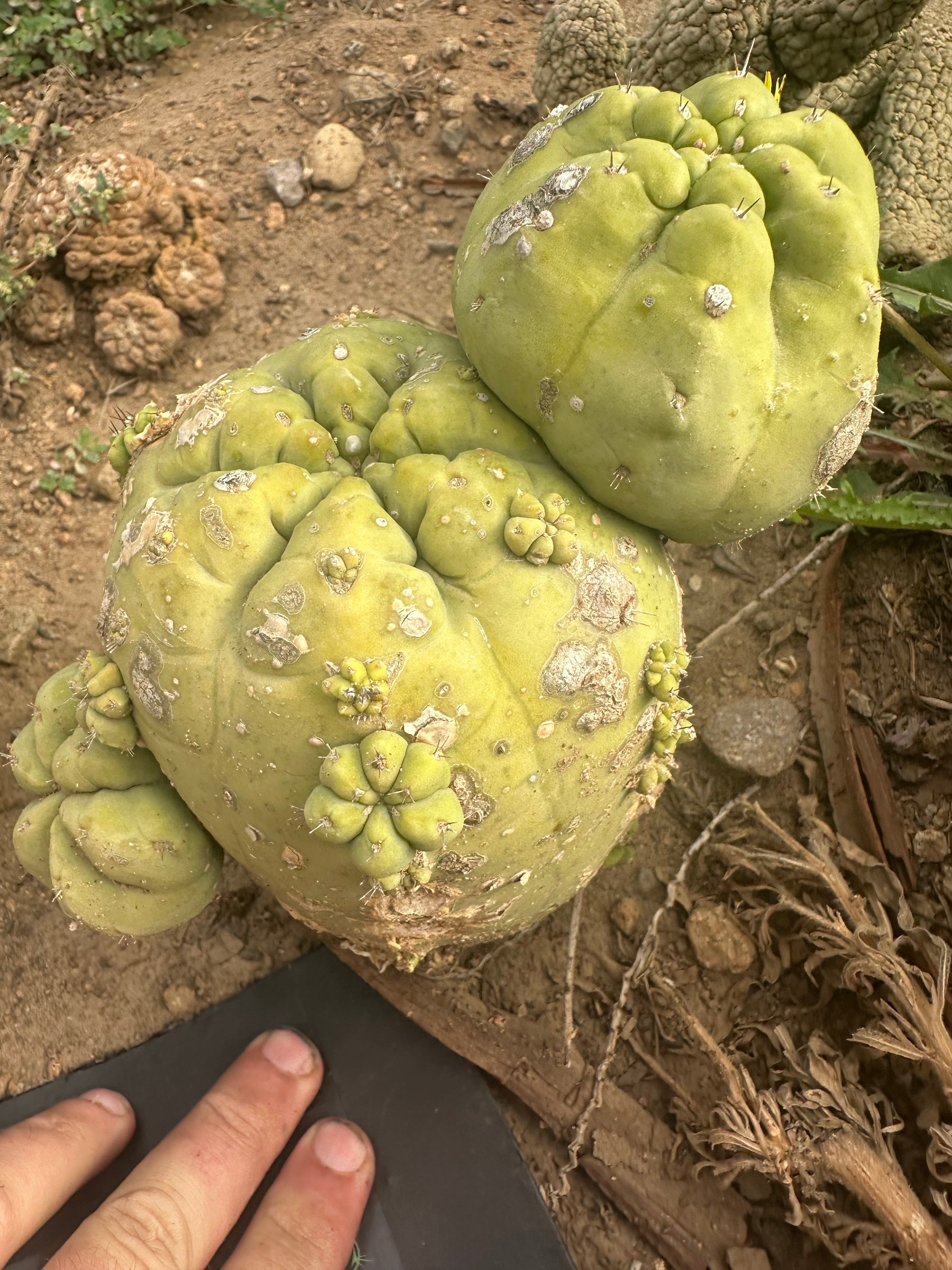 👑💎🌶️  CSD — Large Tip Graft