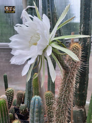 💎 T.Camarguensis  — 10” Tip