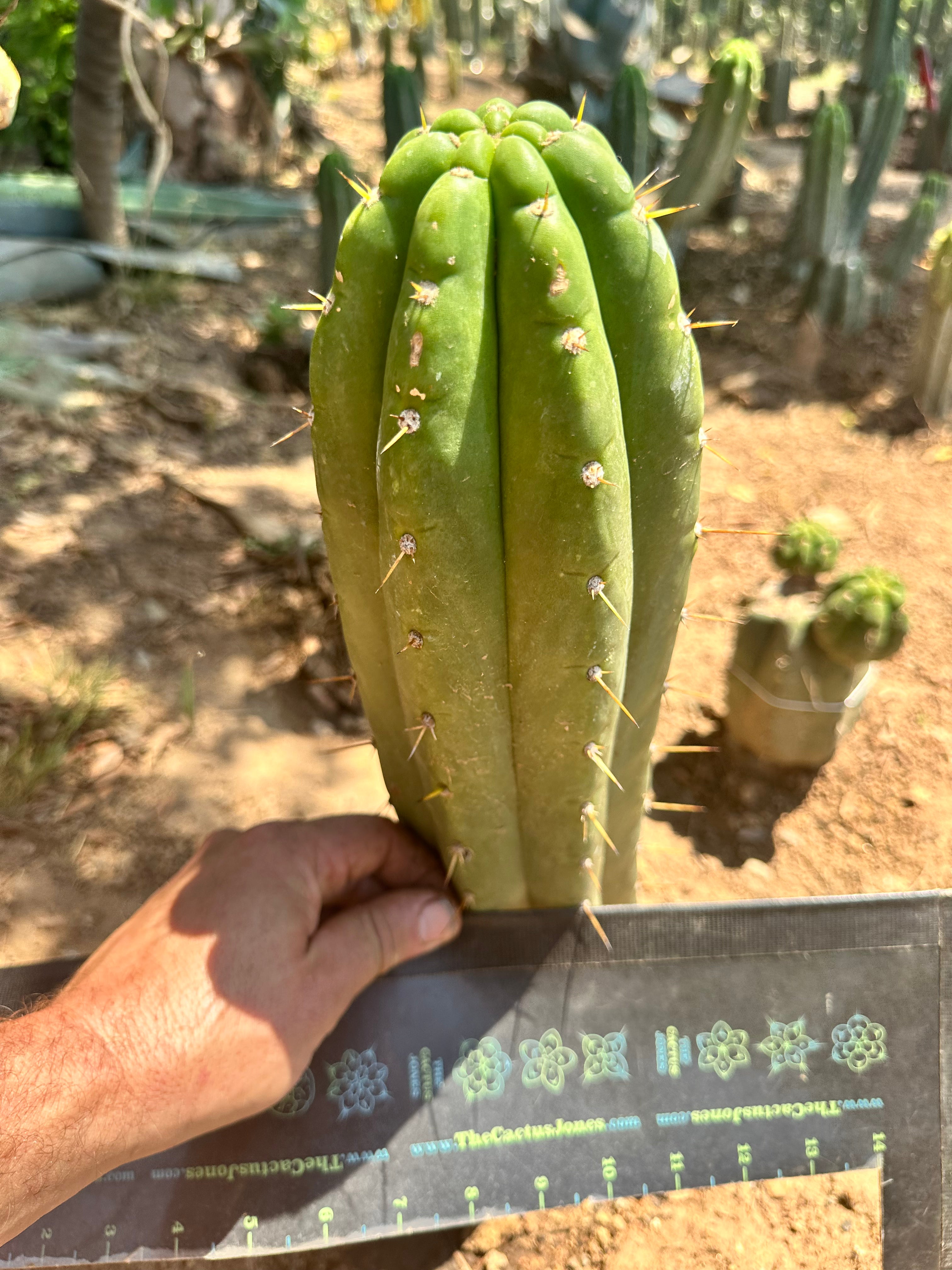 💎👑 Trichocereus Maranonensis — Xtra Fat 9” Tip