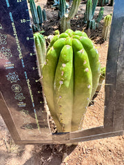 💎👑 Trichocereus Maranonensis — Xtra Fat 9” Tip