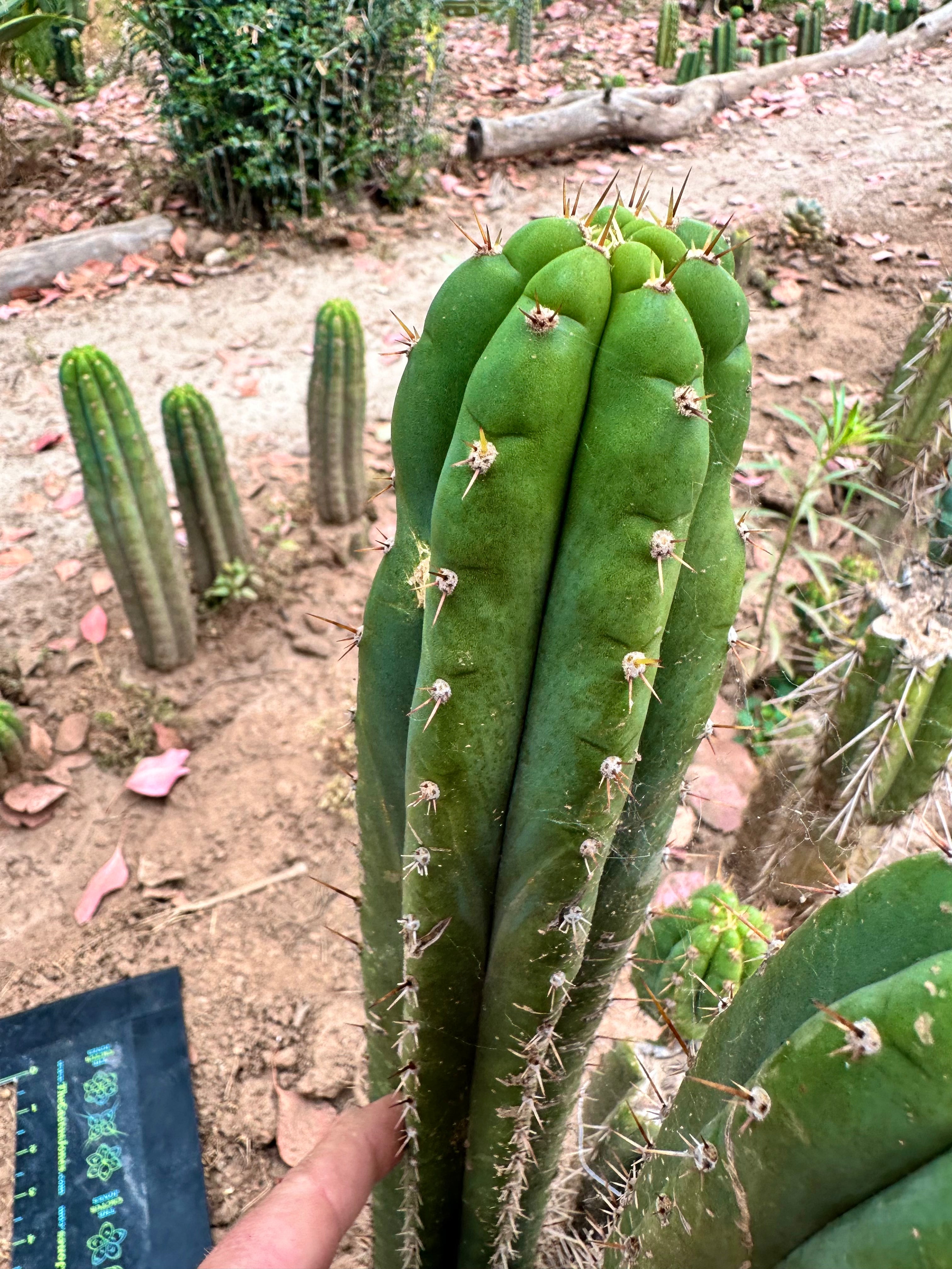 Pachanoi KK339 — 9” Tip