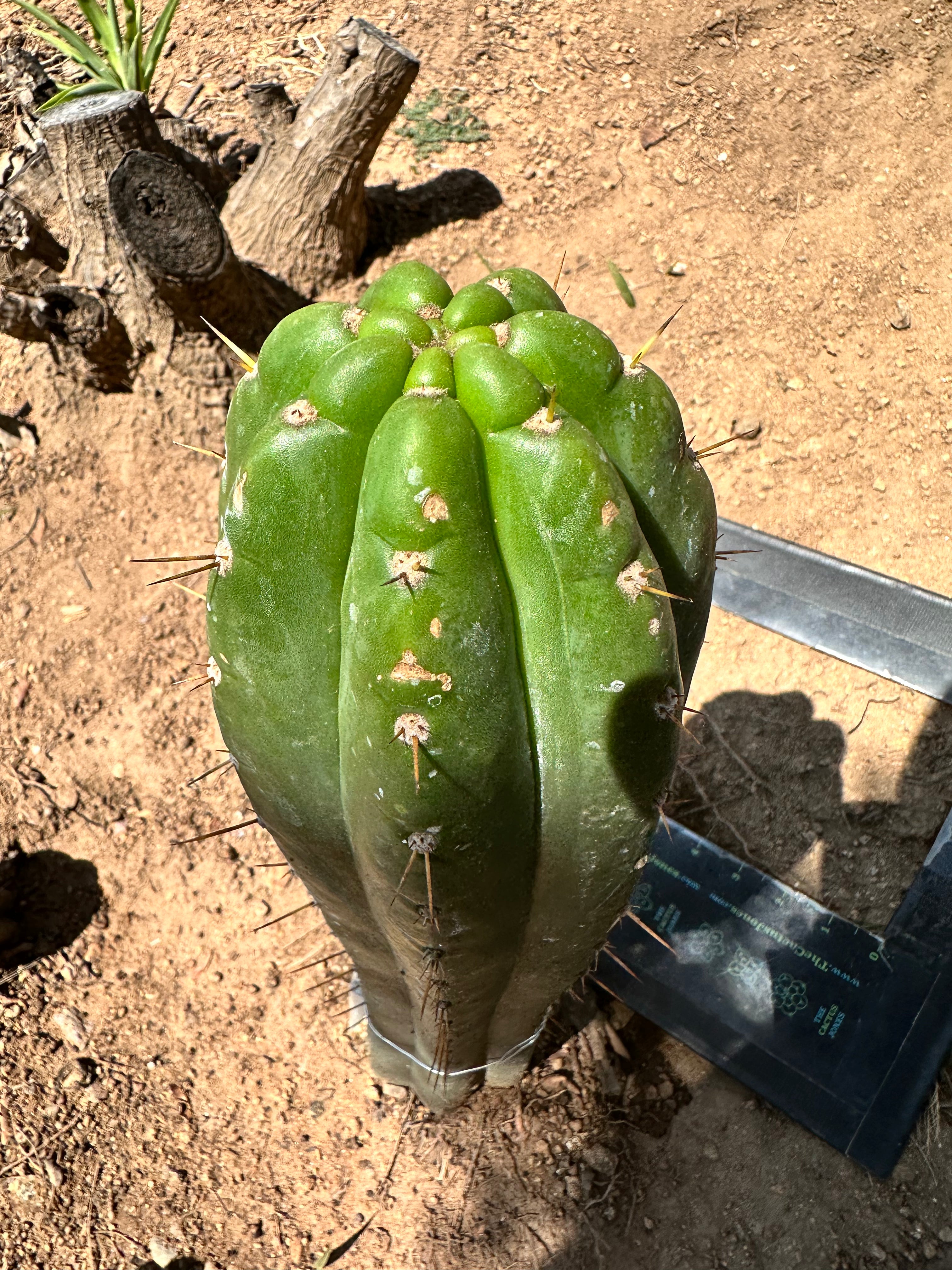 💎👑 Trichocereus Maranonensis — Xtra Fat 9” Tip