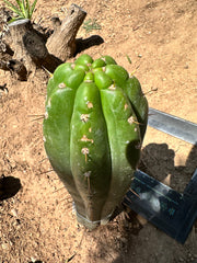 💎👑 Trichocereus Maranonensis — Xtra Fat 9” Tip