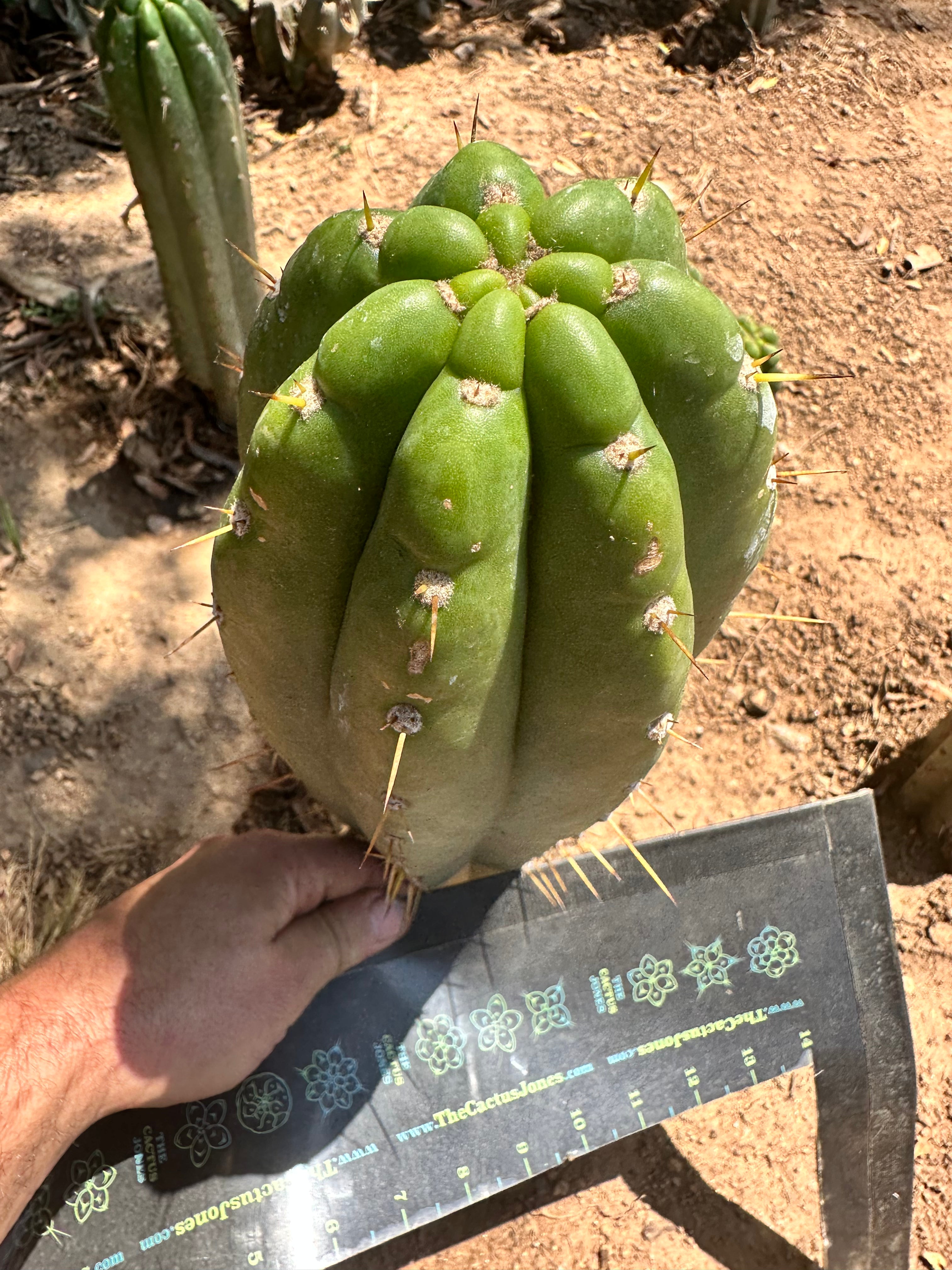 💎👑 Trichocereus Maranonensis — Xtra Fat 9” Tip