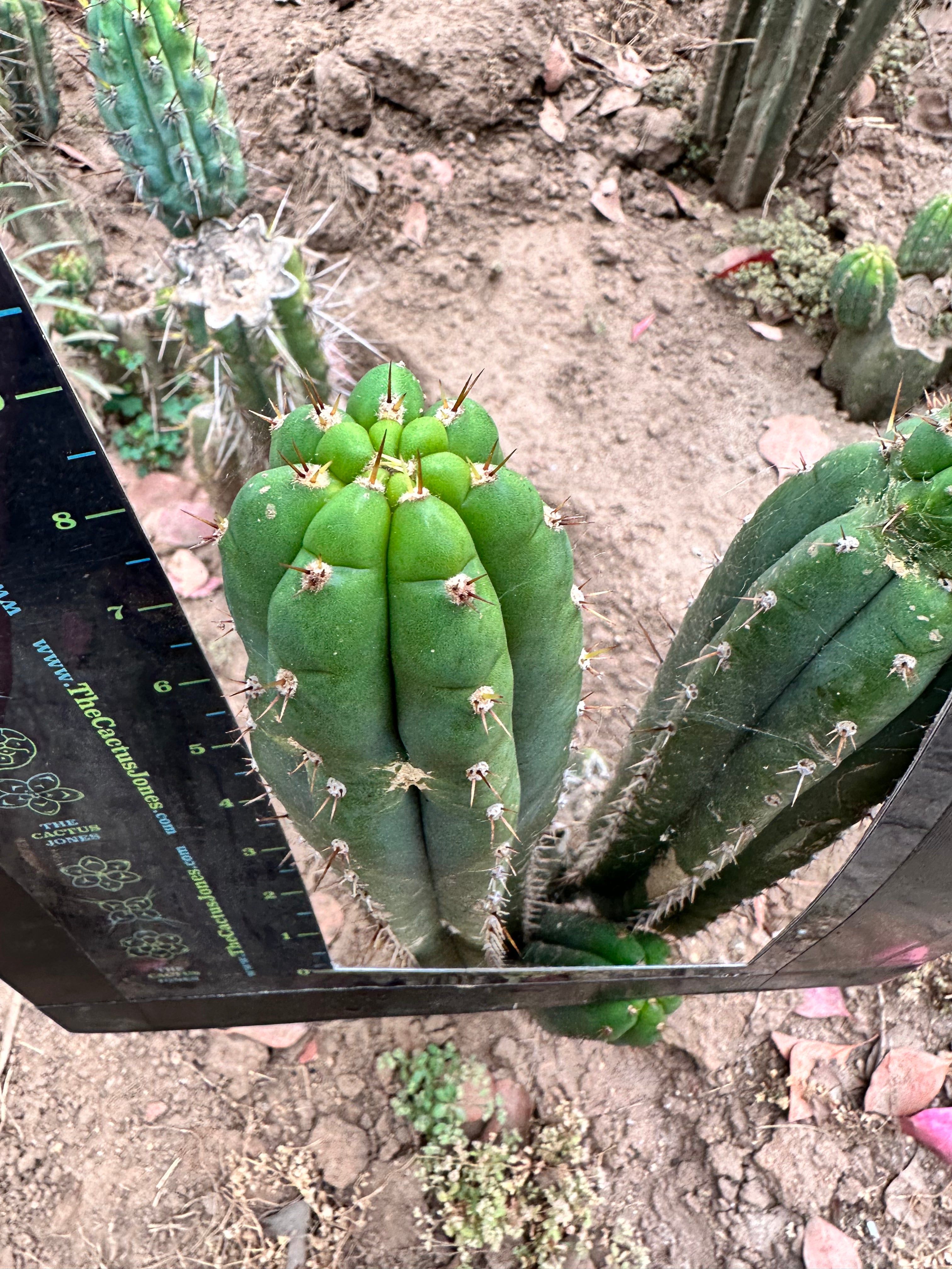 Pachanoi KK339 — 9” Tip