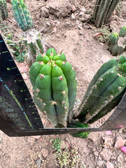 Pachanoi KK339 — 9” Tip