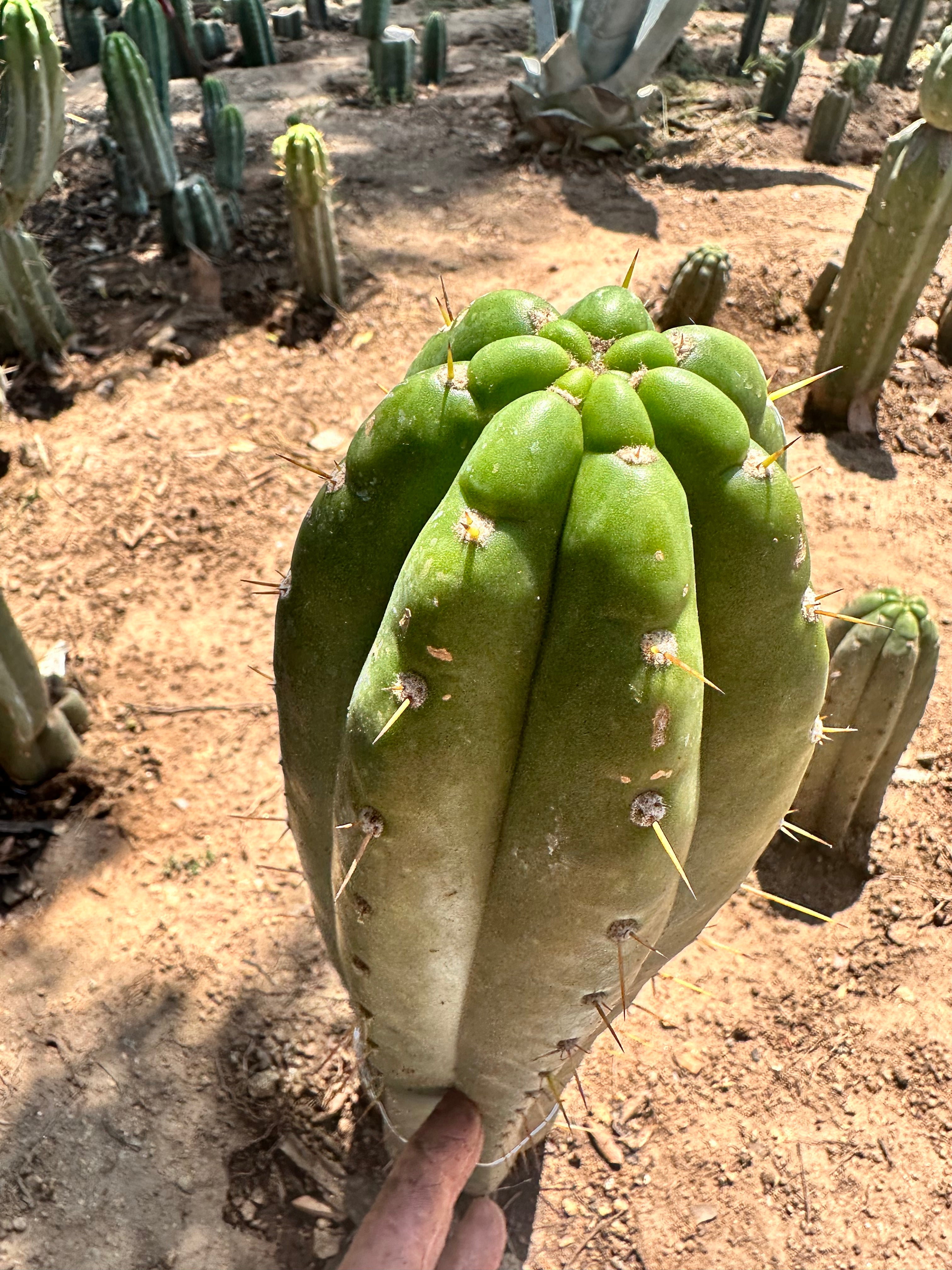 💎👑 Trichocereus Maranonensis — Xtra Fat 9” Tip