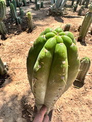 💎👑 Trichocereus Maranonensis — Xtra Fat 9” Tip
