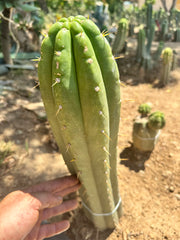 💎👑 Trichocereus Maranonensis — Xtra Fat 9” Tip