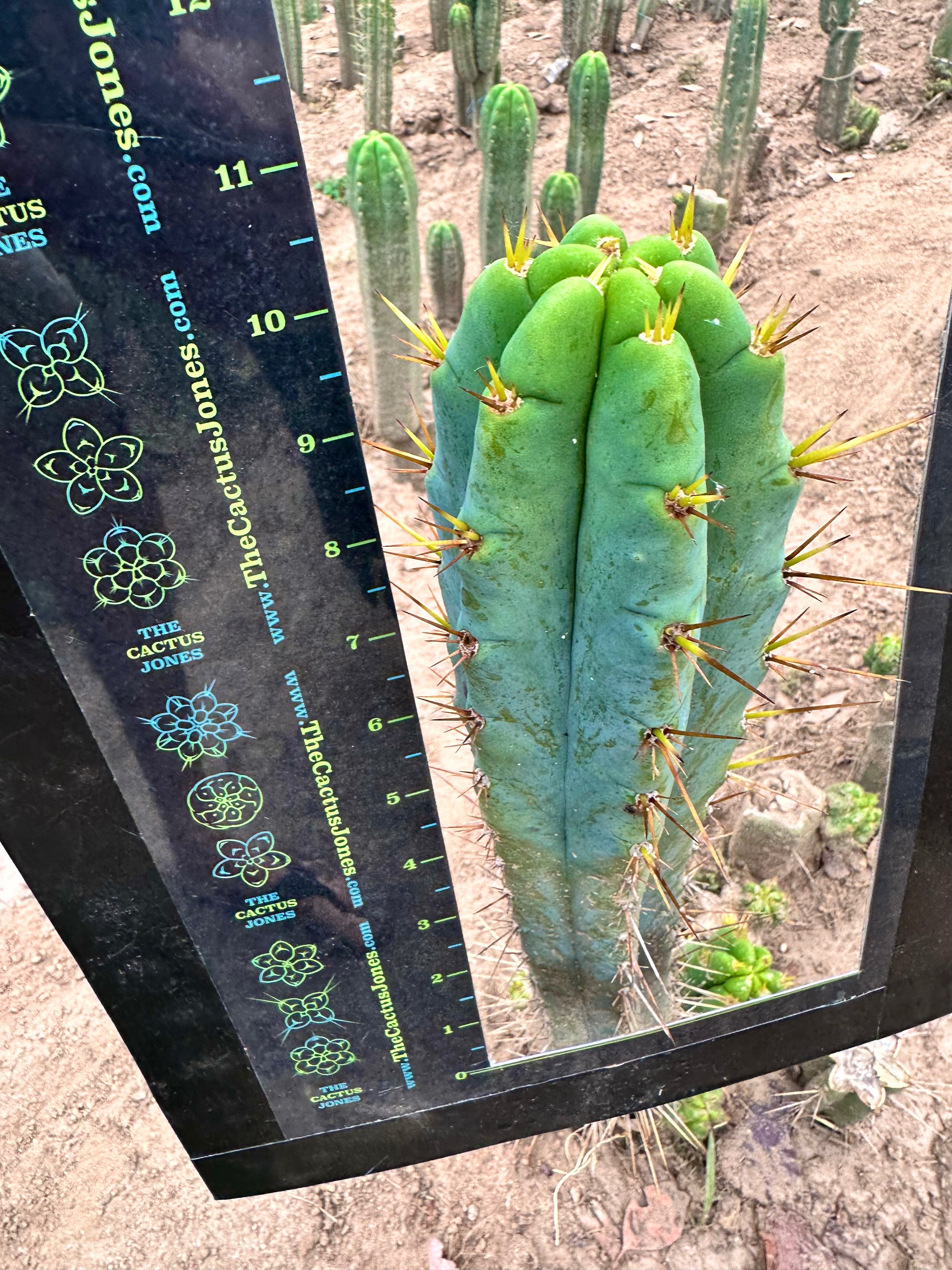 Serra Blue x Huanu — 10.5” Tip