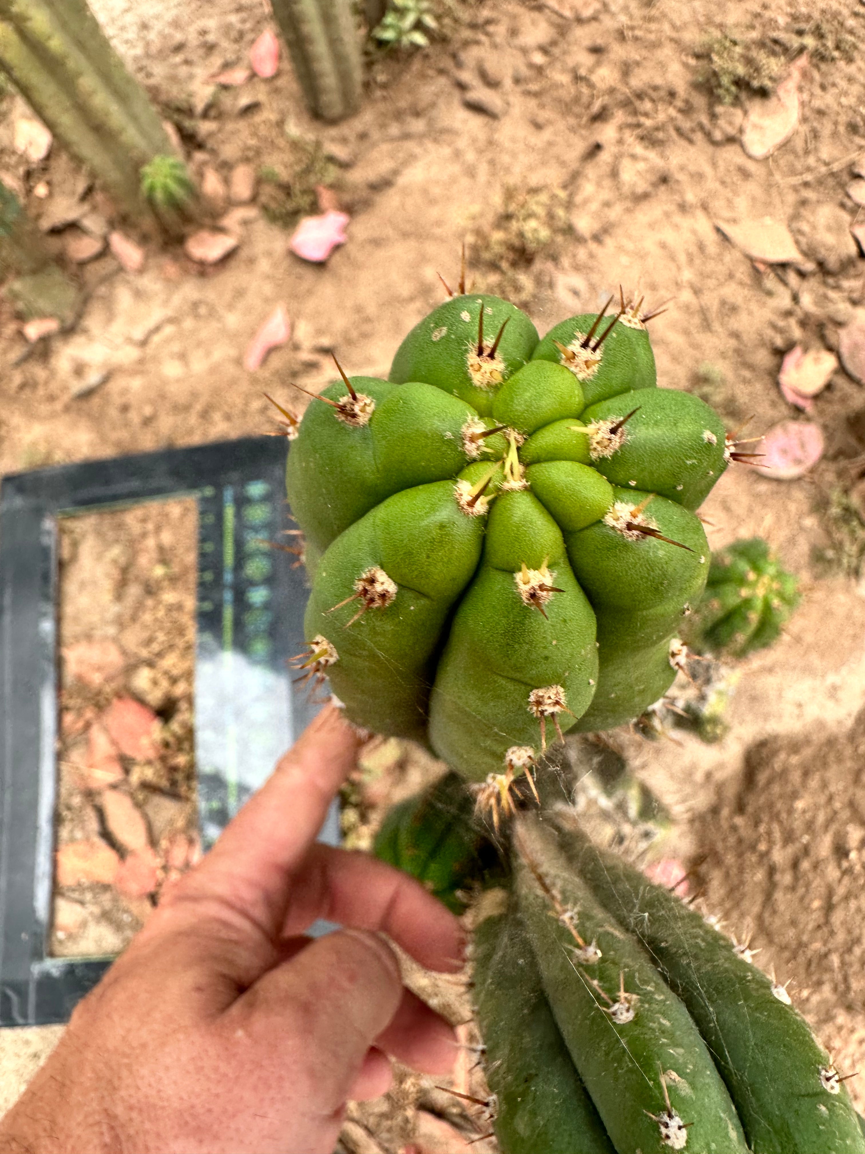 Pachanoi KK339 — 9” Tip