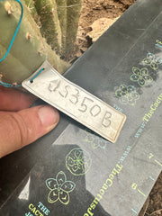 JS350b — 10” Pup