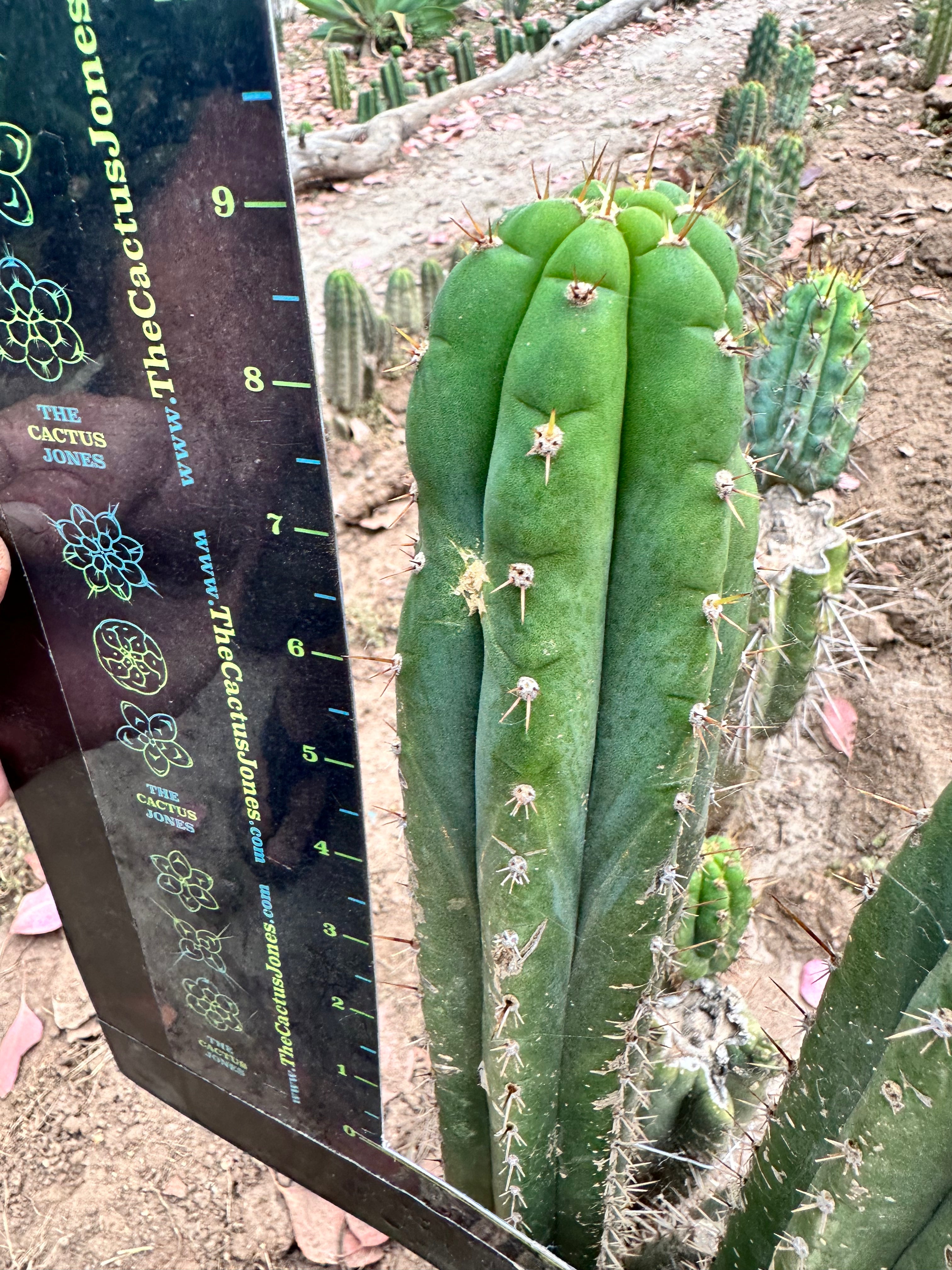 Pachanoi KK339 — 9” Tip