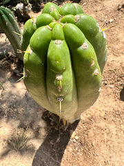 💎👑 Trichocereus Maranonensis — Xtra Fat 9” Tip