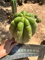 💎👑 Trichocereus Maranonensis — Xtra Fat 9” Tip
