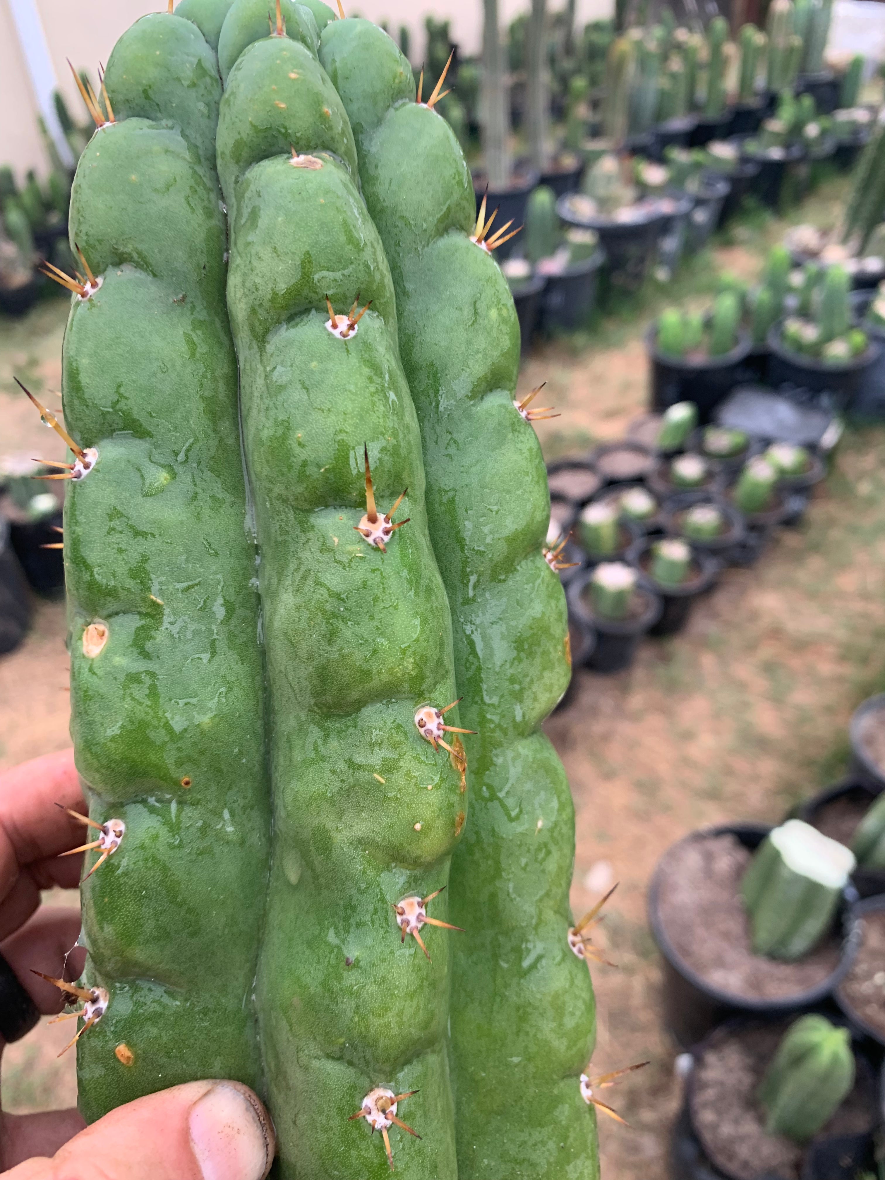 Big & Extra Notchy Pachanoi Tip