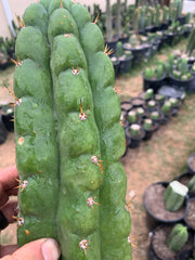 Big & Extra Notchy Pachanoi Tip