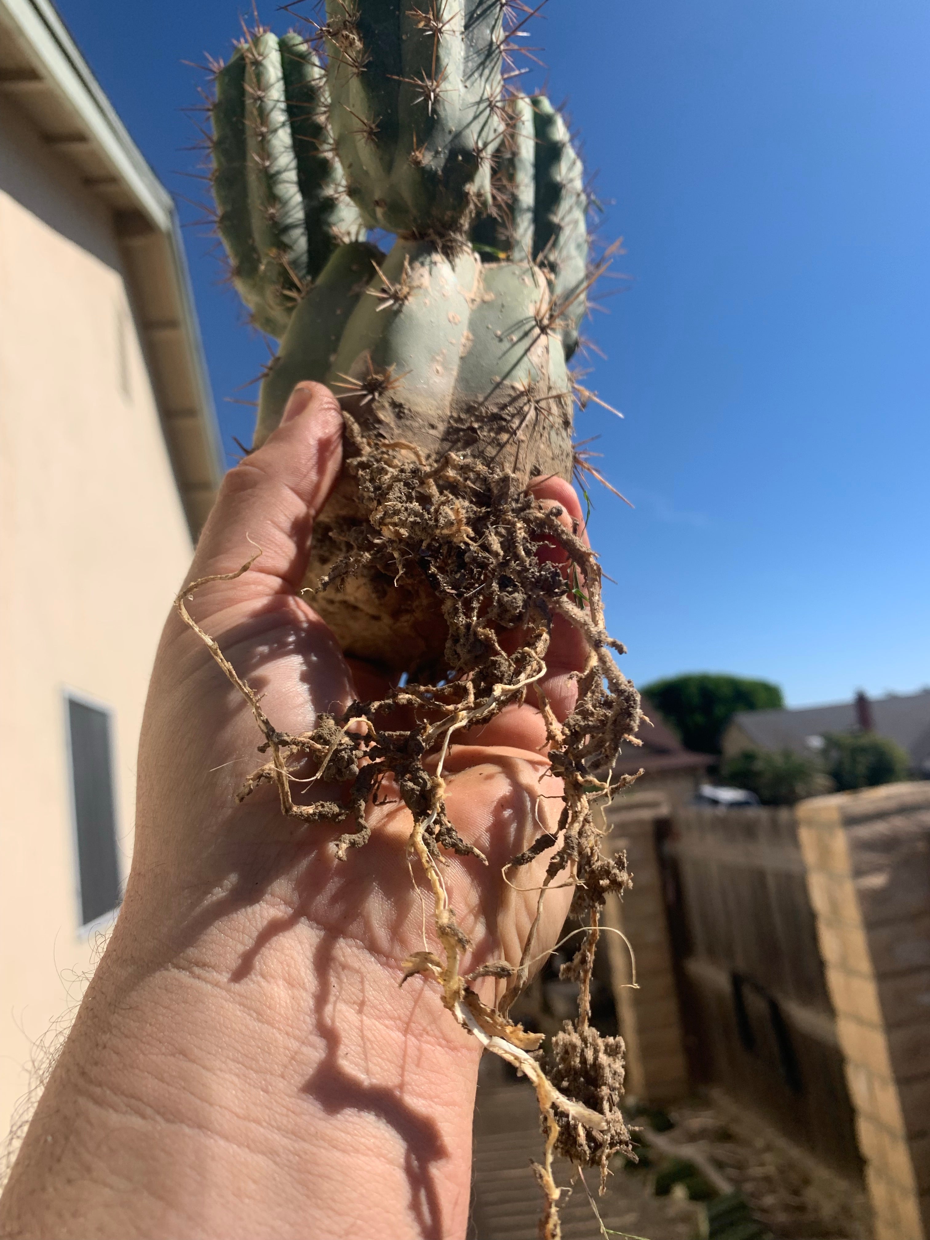 Well rooted Peruvianus 3 pups