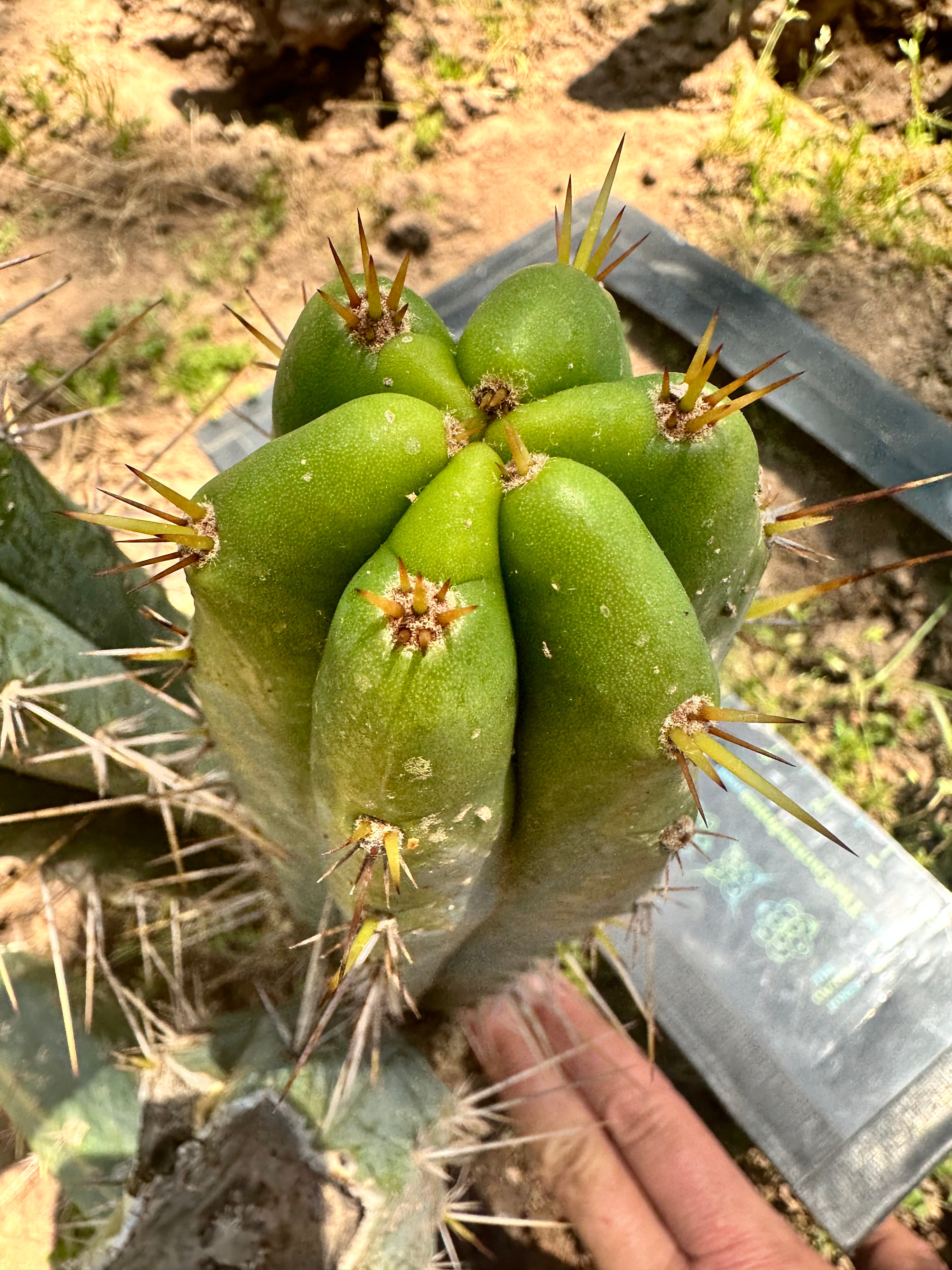 Serra Blue x Huanucoensis — 10” Pup