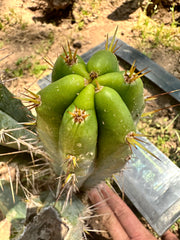 Serra Blue x Huanucoensis — 10” Pup